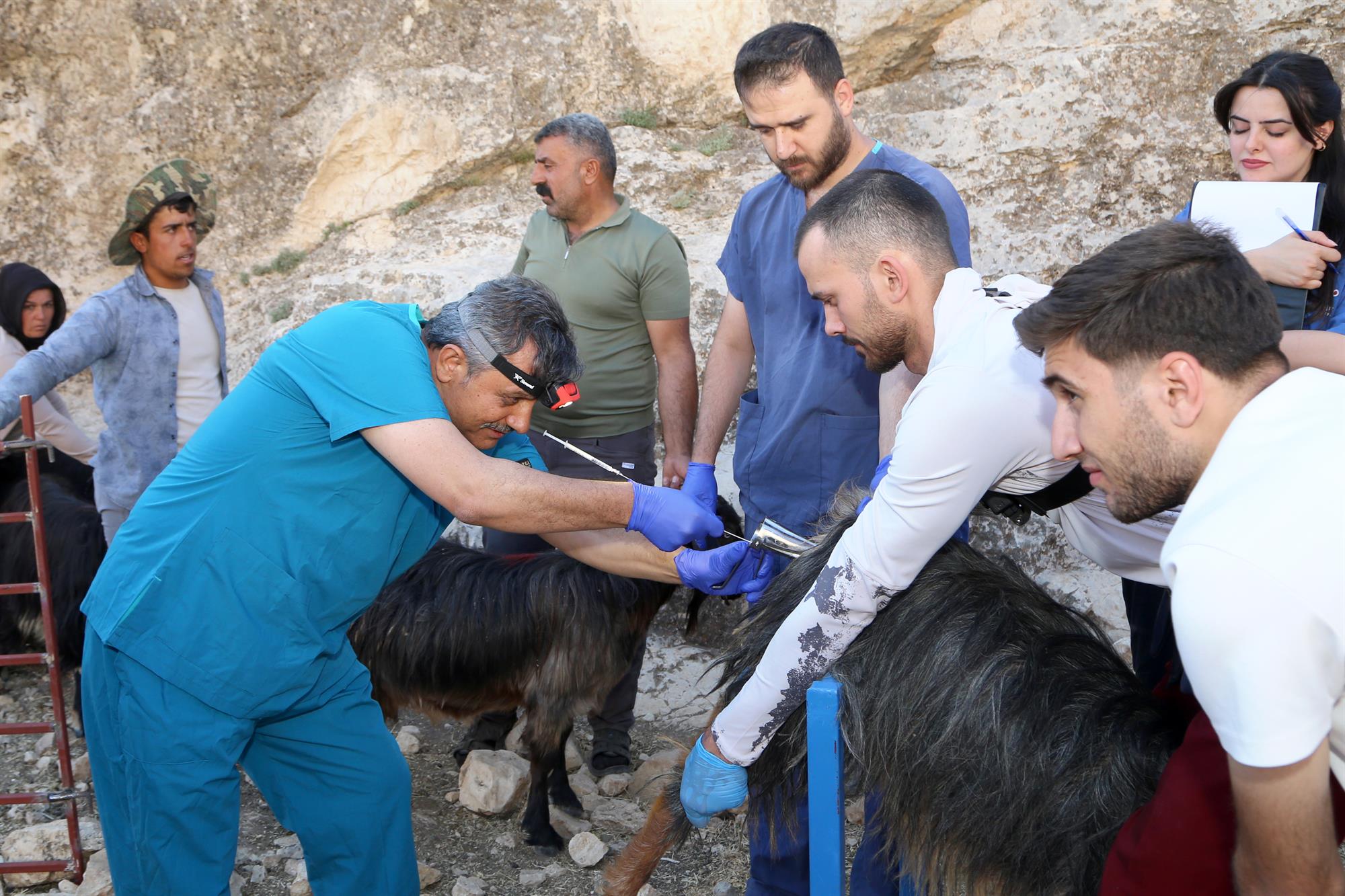 Bölgesel Kalkınmada Dönüm Noktası: Siirt Üniversitesi Hayvancılıkta Öncü Rol Üstleniyor